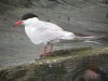 Common Tern at Southend Pier (Steve Arlow) (73107 bytes) Common Tern at Southend Pier (Steve Arlow) (73107 bytes)